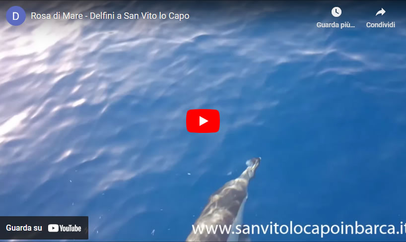 video dei delfini di San Vito Lo Capo